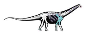 Skeletal reconstruction of the new titanosaurian dinosaur Mansourasaurus shahinae from the Late Cretaceous of the Dakhla Oasis, Egypt. 