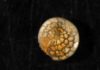 Foraminifera, small single-celled marine organisms