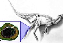 The fossil bone tissue reveals new information about how the Australian “hypsilophodontid” dinosaurs lived