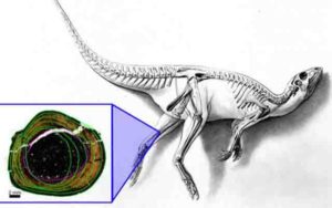 The fossil bone tissue reveals new information about how the Australian “hypsilophodontid” dinosaurs lived