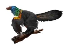 Caihong juji is a newly described, bird-like dinosaur with an iridescent, rainbow crest.