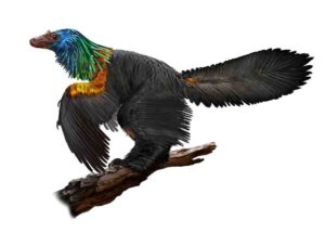 Caihong juji is a newly described, bird-like dinosaur with an iridescent, rainbow crest. 