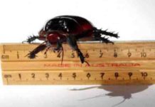More than 100 species of cockroaches were used in the new genomic study.