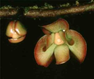Cremastosperma brevipes, French Guiana. 