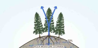 This moisture in the layer of weathered rock that is commonly located beneath soils is an important part of the water cycle on the local and global level. Tree roots tap into the rock moisture and release it back into the atmosphere as water vapor, and water flows through the fractures and becomes part of the seasonal groundwater storage (blue arrows).