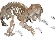 Skeleton of the dicynodont Placerias