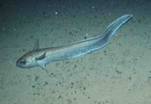 This is a roundnose grenadier at 1,300m off the Hebrides, Scotland.