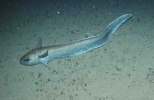This is a roundnose grenadier at 1,300m off the Hebrides, Scotland. 
