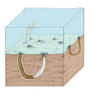 Reconstruction of the late Ediacaran (ca. 550 million years ago) sea floor with burrows of a worm-like animal.This was the first discovery of such deeply penetrating burrows. 