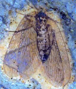 scorpionfly fossil 