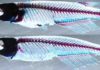 Top: A medaka fish with normal dorsal and paired pectoral/pelvic fins. Bottom: When the ZRS and sZRS enhancers are knocked out, the fins do not develop normally.