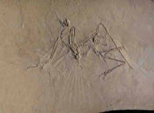 The Munich specimen of the transitional bird Archaeopteryx. It preserves a partial skull (top left), shoulder girdle and both wings slightly raised up (most left to center left), the ribcage (center), and the pelvic girdle and both legs in a 'cycling' posture (right); all connected by the vertebral column from the neck (top left, under the skull) to the tip of the tail (most right). Imprints of its wing feathers are visible radiating from below the shoulder and vague imprints of the tail plumage can be recognized extending from the tip of the tail.