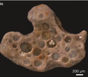 Fossilized bubbles and cyanobacterial fabric from 1.6 billion-year-old phosphatized microbial mats from Vindhyan Supergroup, central India. 
