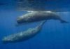 Sperm whales (above), which have teeth, don’t grow as large as baleen whales
