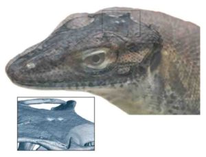 This image depicts a reconstruction of what the extinct monitor lizard might have looked like. 