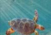 Peritresius martini turtle