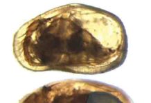 Female (top) and male (below) of the ostracod Cypideis salebrosa.