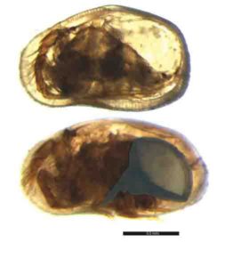 Female (top) and male (below) of the ostracod Cypideis salebrosa.