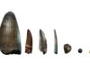 Teeth from the Gadoufaoua deposit (Niger). The scale bar represents 2 cm. From left to right: teeth of a giant crocodile, Sarcosuchus imperator, a spinosaurid, a non-spinosaurid theropod (abelisaurid or carcharodontosaurid), a pterosaur, a hadrosaurid (a herbivorous dinosaur), a pycnodont (fish), and a small crocodylomorph.