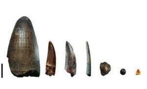 Teeth from the Gadoufaoua deposit (Niger). The scale bar represents 2 cm. From left to right: teeth of a giant crocodile, Sarcosuchus imperator, a spinosaurid, a non-spinosaurid theropod (abelisaurid or carcharodontosaurid), a pterosaur, a hadrosaurid (a herbivorous dinosaur), a pycnodont (fish), and a small crocodylomorph. 