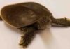 Apalone spinifera spiny softshell turtle