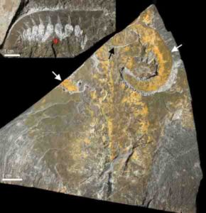 Cambrian predator and stem-lineage euarthropod Anomalocaris canadensis from the Burgess Shale, Canada.