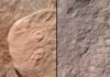 Ediacaran-era fossils: Obamus coronatus (left) and Attenborites janeae.