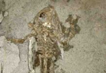 10 million-year-old frog from Libros, Spain