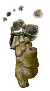 Australopithecus afarensis foot from Dikika, Ethiopia
