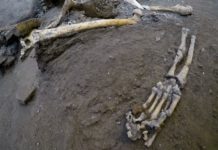 The remains of skeletons that were found in the Pompeii archaeological site, Italy, Wednesday, Oct. 24, 2018. The Italian news agency ANSA says new excavations in the ancient buried city of Pompeii have yielded the undisturbed skeletons of people who had taken refuge from the eruption of Mount Vesuvius in A.D.79. The director of the Pompeii archaeological site, Massimo Osanna, told ANSA on Wednesday the skeletons, believed to be two women and three children, were still intact, having been left undisturbed despite looting at the site centuries ago.