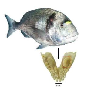 Jaw with a durophagous dentition consisting of teeth with thick enamel of the gilthead sea bream (Sparus aurata): The large molariform tooth was used for oxygen isotope analysis and to estimate the size of the fish.