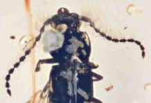 The fossil beetle, Propiestus archaicus, preserved in amber.