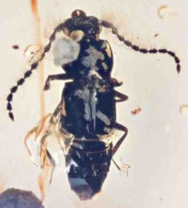 The fossil beetle, Propiestus archaicus, preserved in amber.