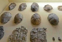 Fossil tortoise