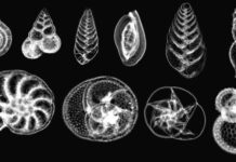 Planktonic foraminifera, such as these collected in the Gulf of Mexico, form the base of many marine and aquatic food chains.