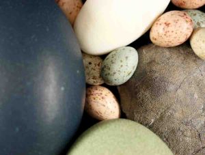 An assortment of paleognath and neognath bird eggs and a fossil theropod egg (on the right).