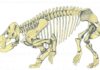 During the Triassic period (252-201 million years ago) mammal-like reptiles called therapsids co-existed with ancestors to dinosaurs, crocodiles, mammals, pterosaurs, turtles, frogs, and lizards.