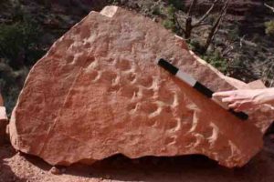 UNLV geologist Stephen Rowland discovered that a set of 28 footprints left behind by a reptile-like creature 310 million years ago are the oldest ever to be found in Grand Canyon National Park.