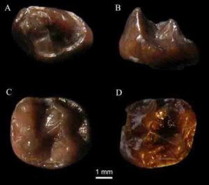 Teeth of Simiolus minutus, which currently reside in the National Museum of Kenya, Nairobi, were found in the Tugen Hills of Kenya.