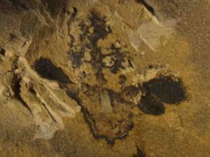 Nanjinganthus fossil