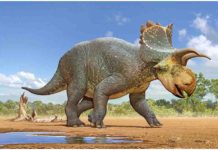 Crittendeceratops