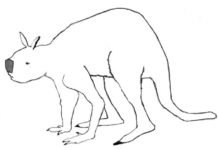 This is a drawing of the extinct Australian giant short-faced kangaroo Simosthenurus occidentalis, part of the Sthenurinae sub-family.