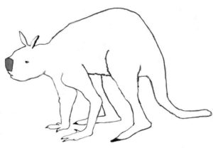 This is a drawing of the extinct Australian giant short-faced kangaroo Simosthenurus occidentalis, part of the Sthenurinae sub-family. 
