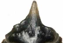 One of the tiny fossilized teeth recovered from Galagadon, so named for the shape of its teeth, which resemble the spaceships in the video game Galaga. Credit: Copyright Terry Gates