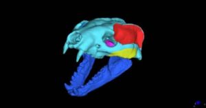 Digital model of the skull of Leptarctus primus, showing reconstructed jaw muscle groups in red, yellow, and pink. The virtual muscles were activated in bite simulations to test the biomechanical capability of this extinct weasel relative.