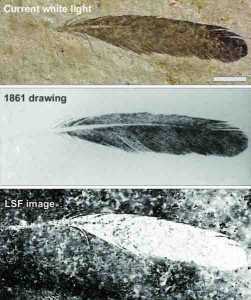 The isolated Archaeopteryx feather is the first fossil feather ever discovered. Top image, the feather as it looks today under white light. Middle image, the original drawing from 1862 by Hermann von Meyer. Bottom image, Laser-Stimulated Fluorescence (LSF) showing the halo of the missing quill. Scale bar is 1cm. Credit: Copyright The University of Hong Kong
