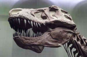 T. rex had an unusually flexible skull. Credit: Senckenberg 