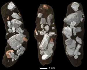 Coprolites, or fossil droppings, of the dinosaur-like archosaur Smok wawelski contain lots of chewed-up bone fragments. This led researchers at Uppsala University to conclude that this top predator was exploiting bones for salt and marrow, a behavior often linked to mammals but seldom to archosaurs. Credit: Martin Qvarnström
