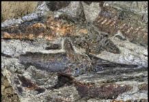 Fossilized fish piled one atop another