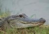 American Alligators make neural maps of sound the same way birds do